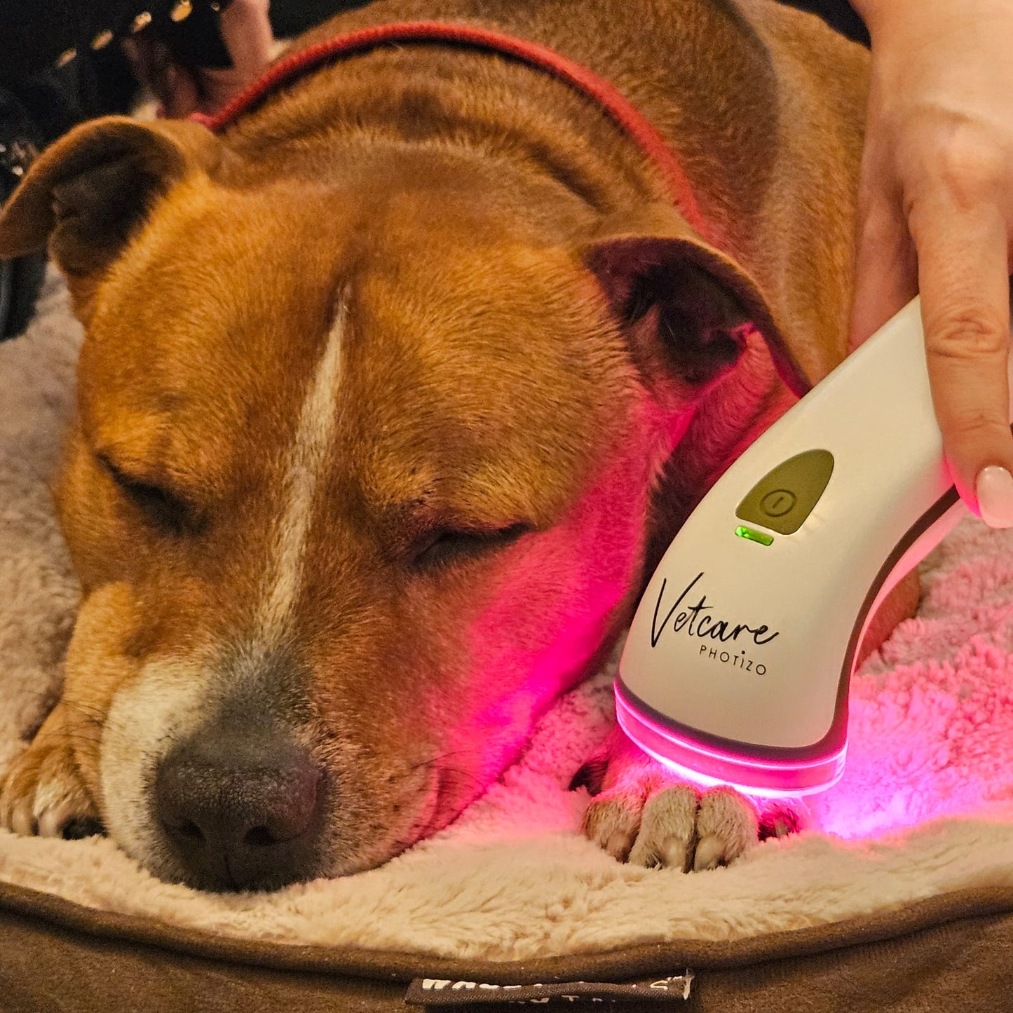 Photizo Vetcare-Therapy For Animals