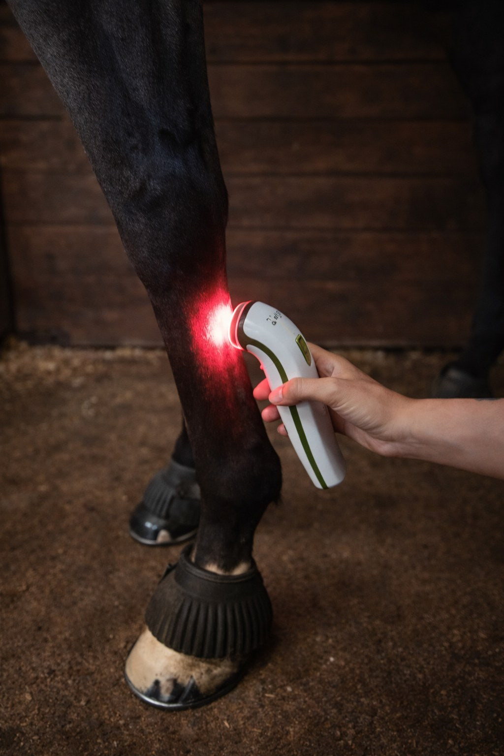 Photizo Vetcare handheld treating a horse's lower leg in a stable, red light on the tendon area