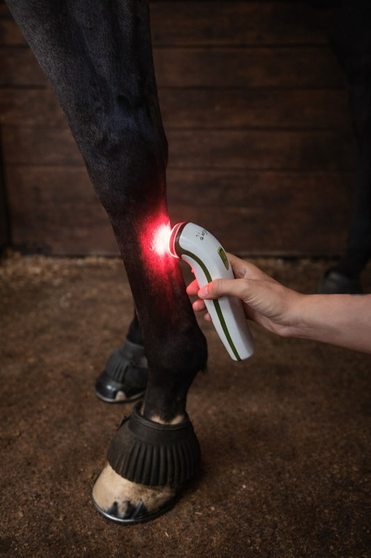 Photizo Vetcare handheld treating a horse's lower leg in a stable, red light on the tendon area