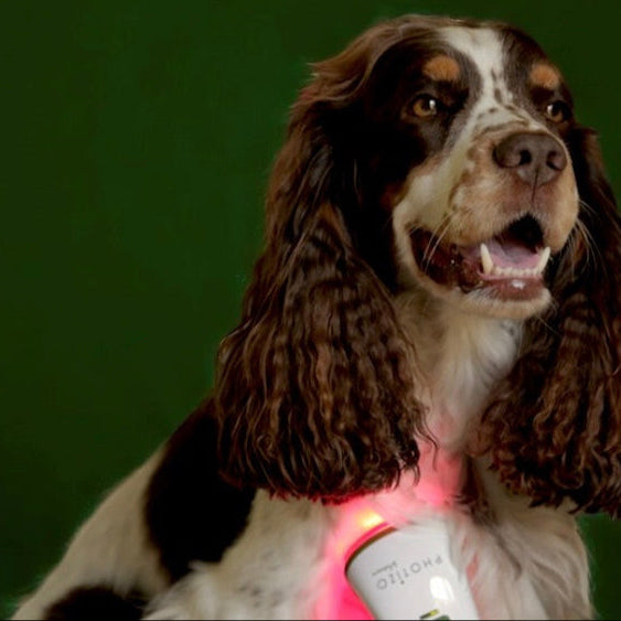 VETCARE-Photizo Therapy For Animals