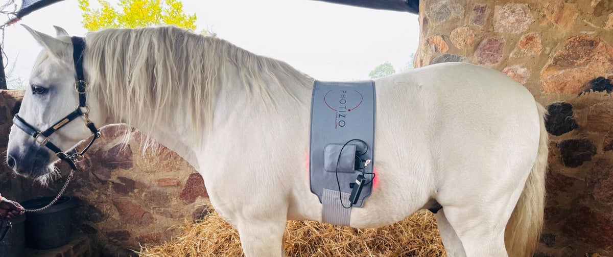 Photizo Flexible LED Pad, Large, on a grey horse in the stable